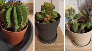 4 cause di stress delle piante grasse, quali sono e come rimediare