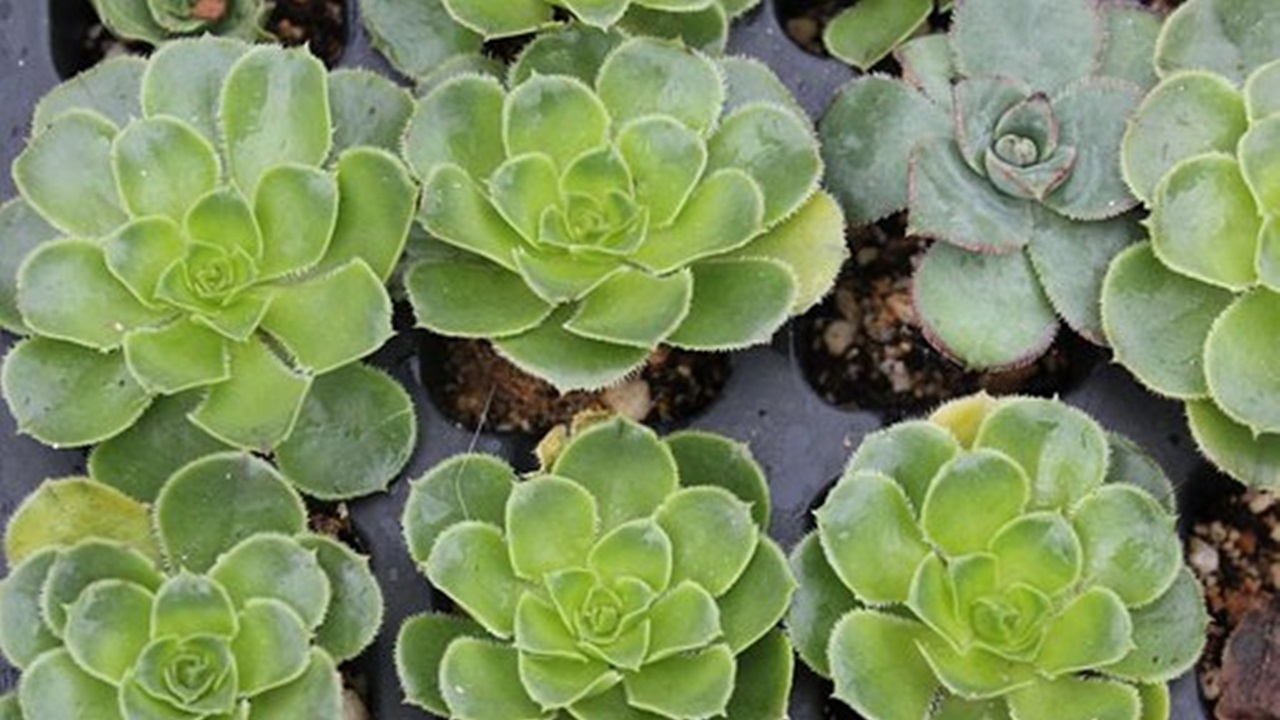 piante succulente