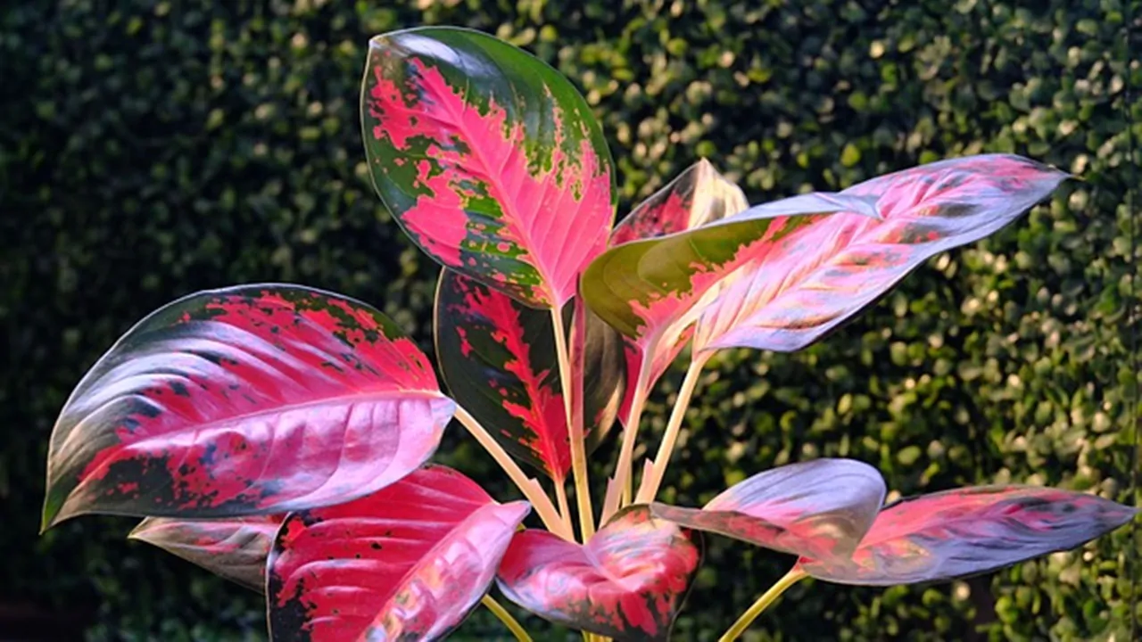 pianta da appartamento