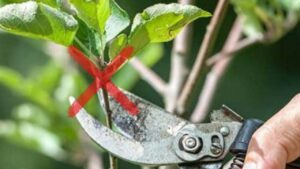 Attenzione a questi 7 alberi: non vanno potati in primavera