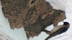 Cosa fare e cosa assolutamente non fare se trovi una rondine caduta dal nido