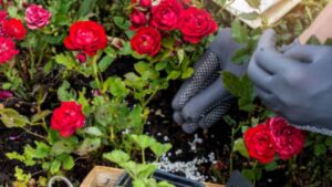 Coltivazione rose: fai attenzione a questi ERRORI, li commettono in tanti