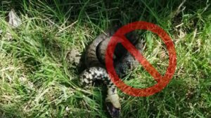 Allerta vipere in giardino: come scovare la tana e cosa fare per allontanarle