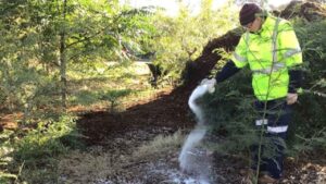 Perché le persone mettono lo zucchero nel giardino? Hanno spiegato a cosa serve e come andrebbe fatto nel modo corretto