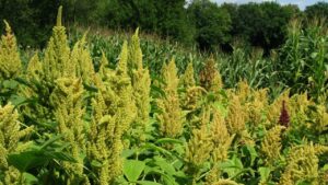 La maggior parte delle persone non conosce il potere di questa pianta miracolosa: ti aiuta con questi problemi di salute