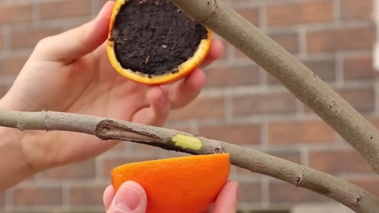 Arancia riempita di terra