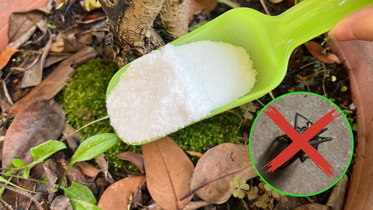 Cospargere bicarbonato di sodio sulle piante