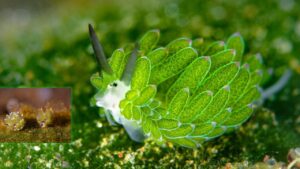 Se lo incontri sei davvero fortunato, è uno degli animali più incredibili che esistano