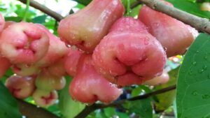 Che frutto speciale! Rafforza le difese immunitarie, previene il diabete, il colesterolo e giova alla pelle