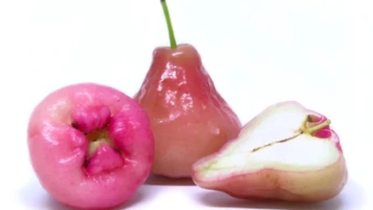 Pink Jambo sul tavolo