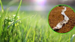 Se vedi questo segno nel tuo giardino stai attento, potrebbe indicare la presenza di un ospite indesiderato