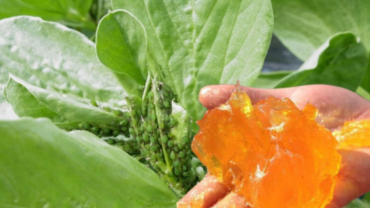 Sapone molle insetticida