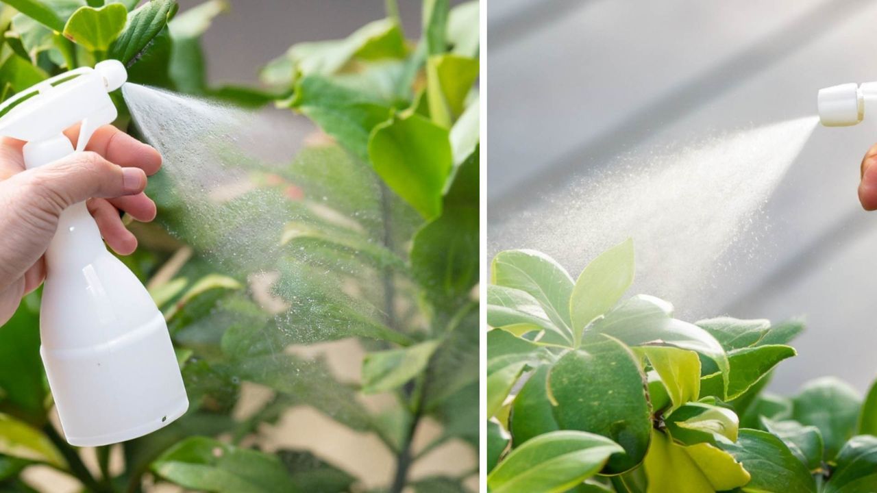 Spruzzare latte sulle piante