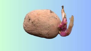 Le tue patate germogliano e si rovinano? Prova il TRUCCO della nonna, ti aiuterà ad evitare che accada
