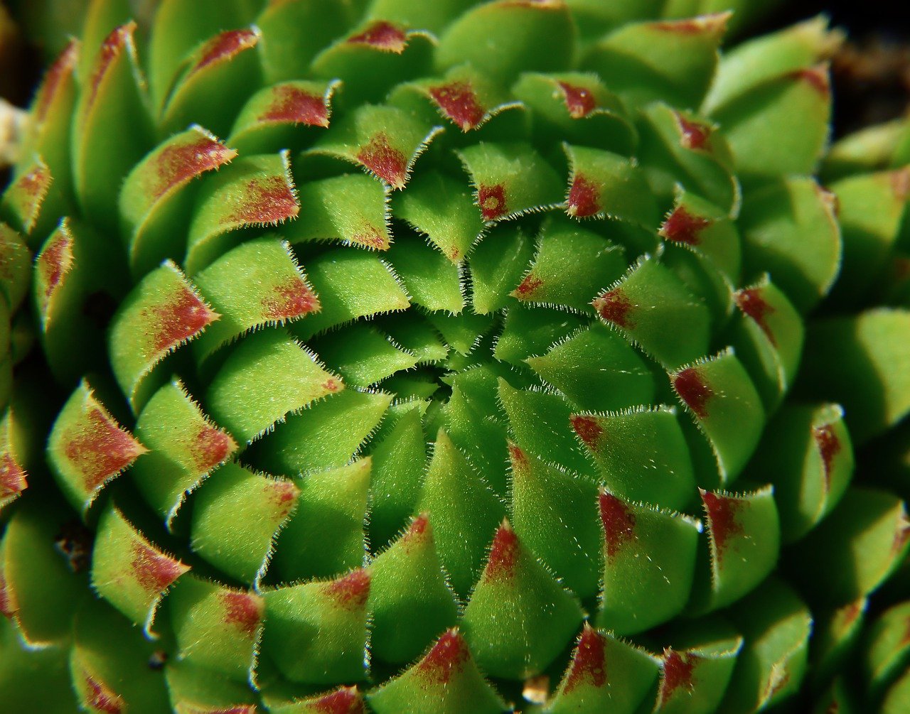 Pianta succulenta