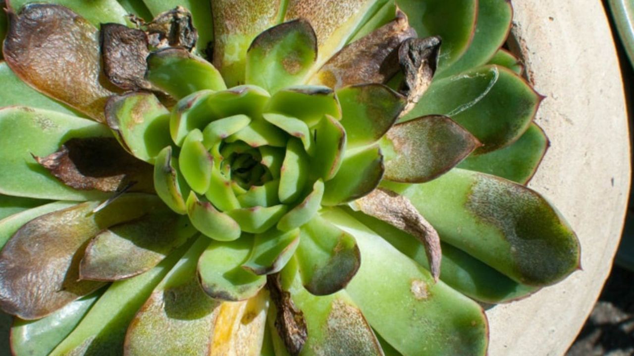 Tipo di pianta grassa