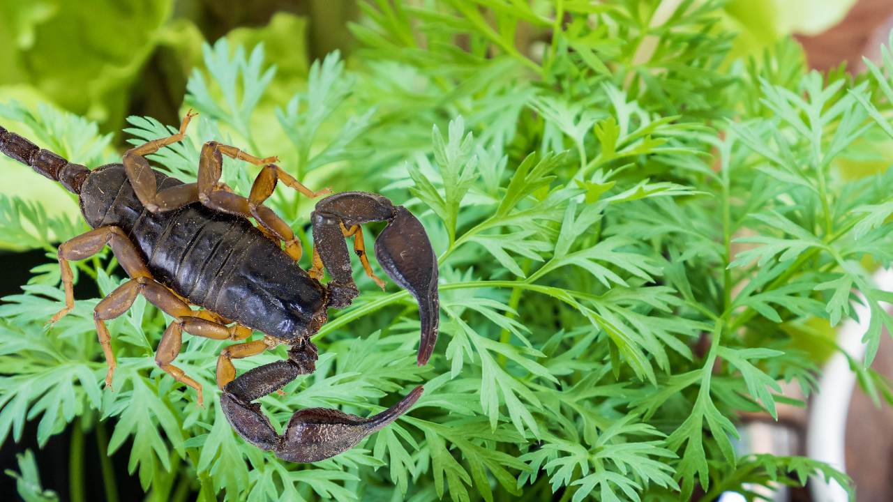 pianta con scorpione 