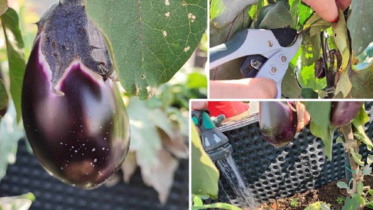 Potatura Melanzane, alcune fasi