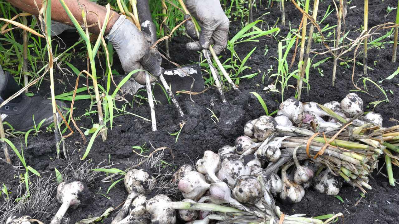 raccogliere l'aglio nel momento giusto