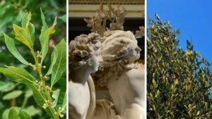 Le origini del’Alloro spiegate attraverso il mito di Dafne e Apollo: vi sveliamo perché viene associato ai “laureati”.