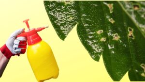 Una vera forza contro gli insetti più ostinati: antiacaro con bicarbonato, tutto naturale