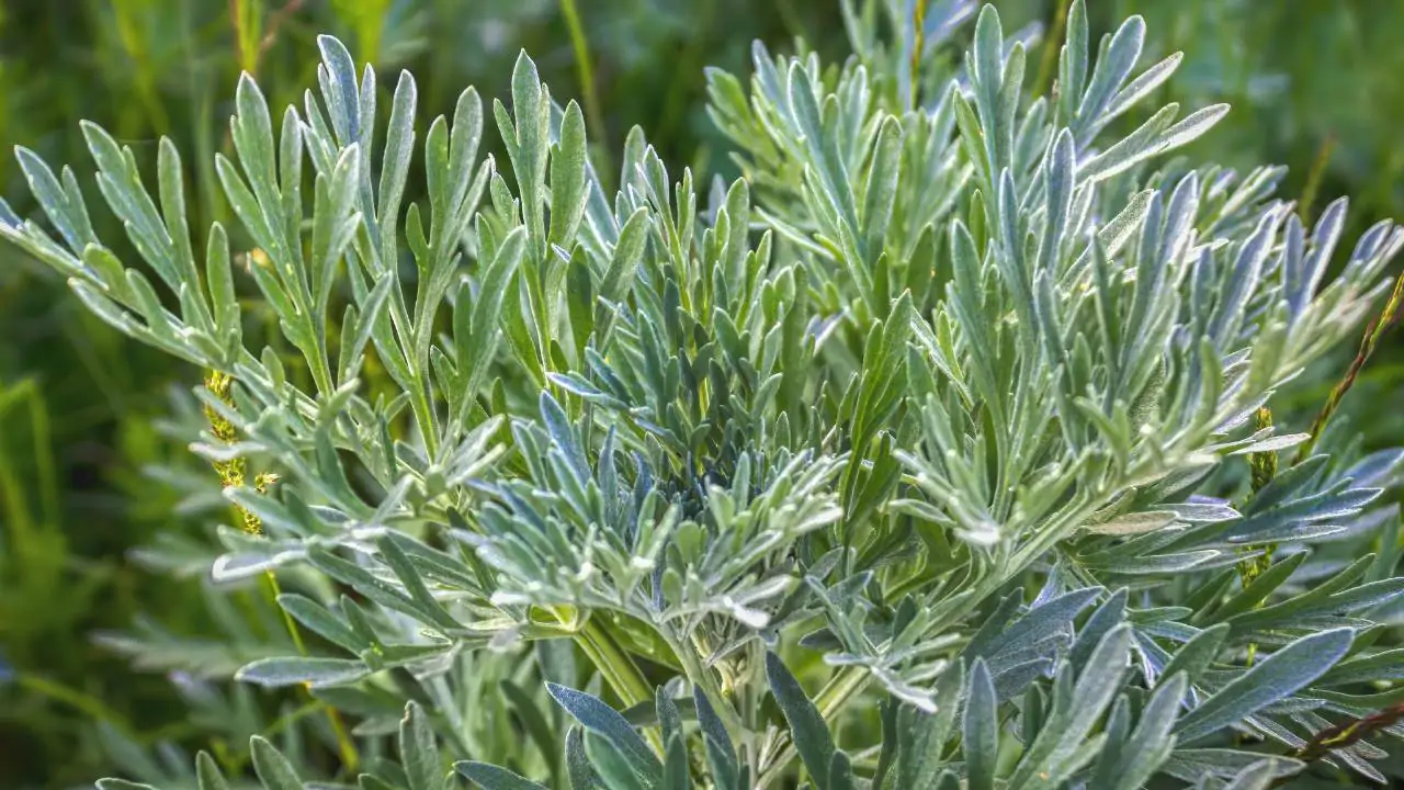 pianta magica artemisia