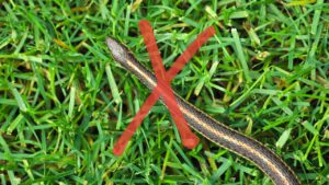 Allontanare le bisce: ecco quali piante mettere in giardino