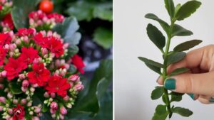 Tutti i passaggi da seguire per propagare la Kalanchoe
