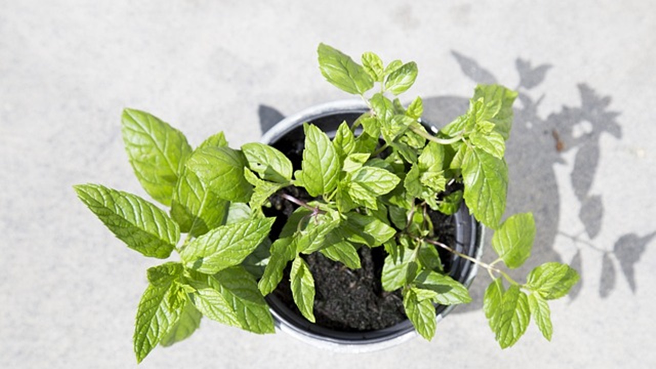pianta di menta
