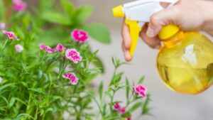 Forse non lo sai, ma questo ingrediente che quasi tutti hanno in casa è un insetticida naturale formidabile