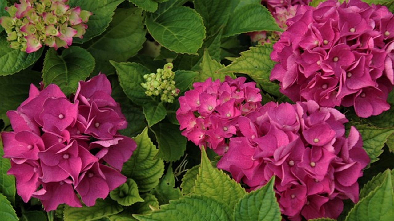 fiori fucsia