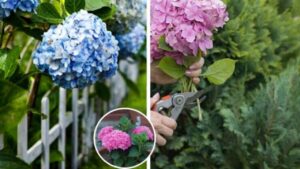 Coltivare le ortensie nel nostro giardino: i TRUCCHI facili e a costo zero del GIARDINIERE