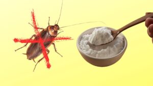 Il trucchetto per sbarazzarti degli scarafaggi: hai già tutto in casa