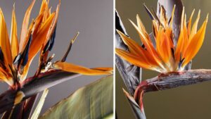 La strelitzia ha i fiori secchi? Prova a risolvere in questo modo