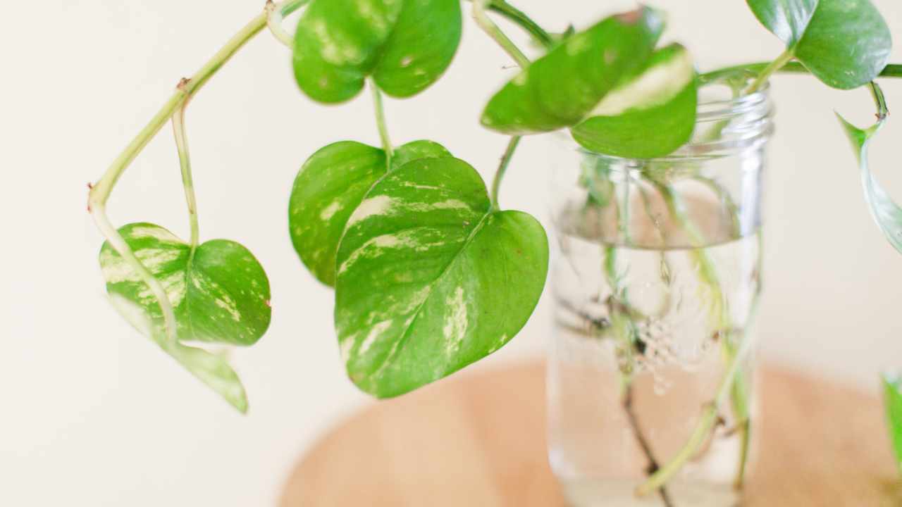 pothos in acqua