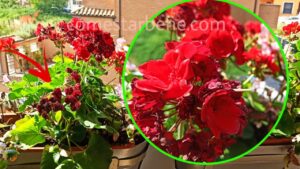 Scopri i 3 segreti dei giardinieri per far fiorire i gerani sul balcone in primavera