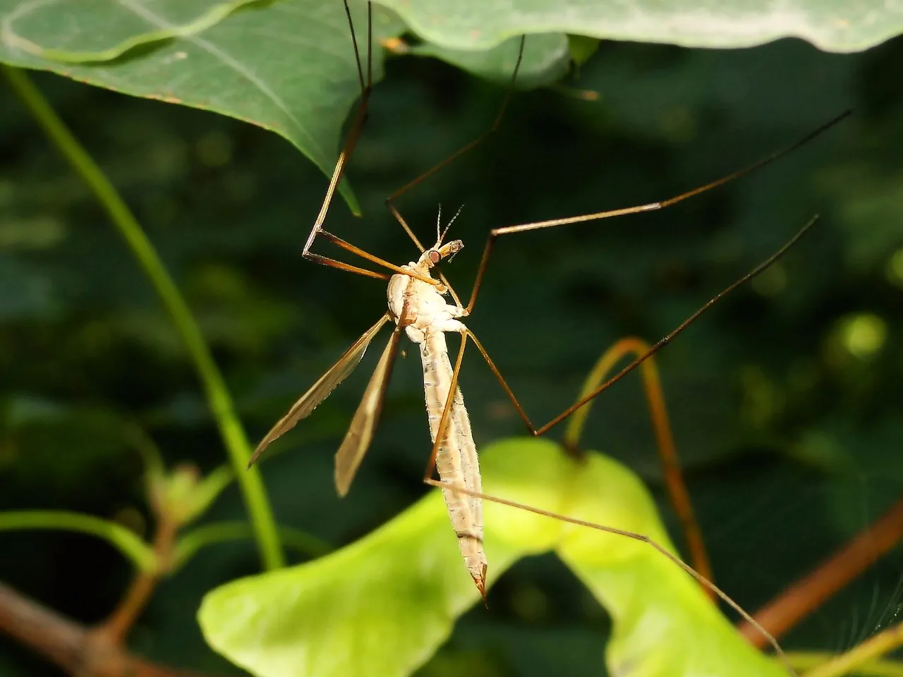 Zanzare sulla foglia
