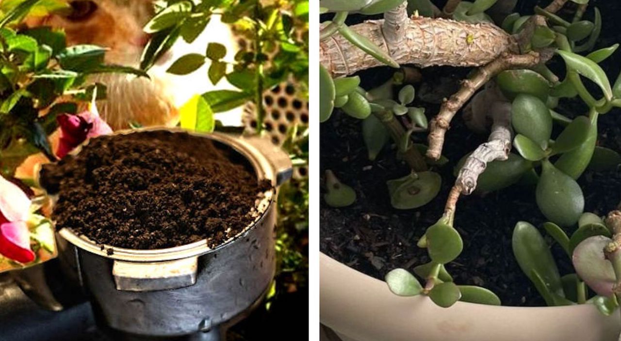 Albero di giada e fondi di caffè