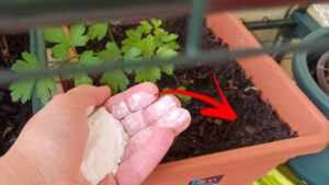 Piante da appartamento splendide in primavera, il segreto della per un terriccio perfetto