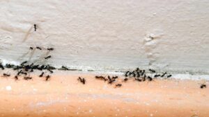 Come preparare un efficace spray anti formiche all’aceto, un rimedio naturale, sicuro ed economico per allontanarle per sempre dalla tua cucina!