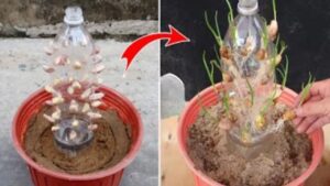 Come coltivare l’aglio nelle bottiglie di plastica per un alto rendimento: il trucchetto segreto