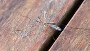 Perché le zanzare scelgono sempre te? Ecco quali fattori influenzano questa loro preferenza