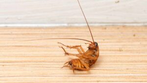 5 trucchi per individuare ed eliminare le uova di scarafaggio per sempre