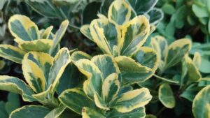 Tutti i consigli per curare l’Evonimo Giapponese, la pianta dalle bellissime sfumature