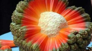 Hala, il frutto incredibile che sembra mostrare il centro della Terra