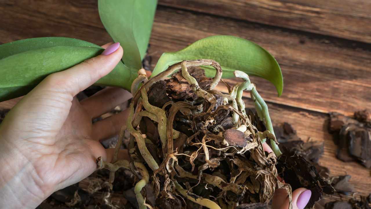 Substrato giusto per l'orchidea