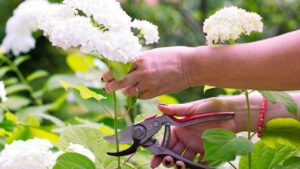 Potare le ortensie, è questo il momento (giusto) per farlo