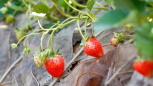 Piante di fragole: quando vanno potate