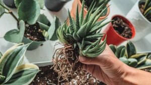 Come e quando rinvasare le piante grasse