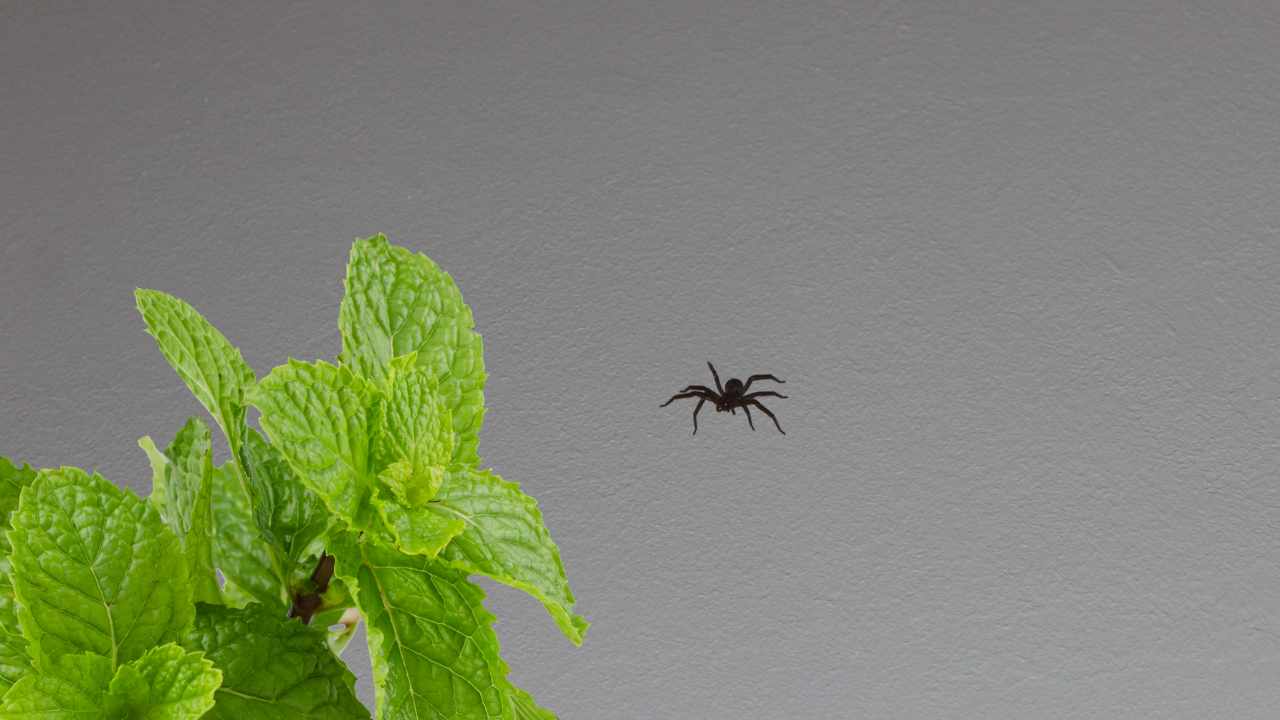 Piante contro i ragnetti